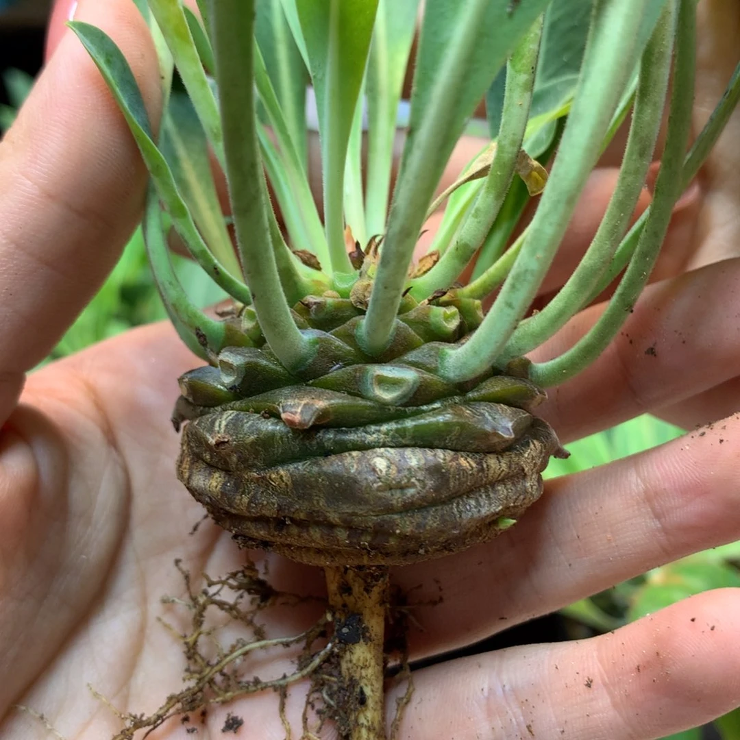 实生 铁甲丸 肚子 3.8公分起发   发货掉叶正常