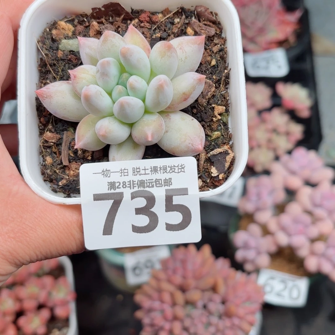 所罗门单头无盆土发货