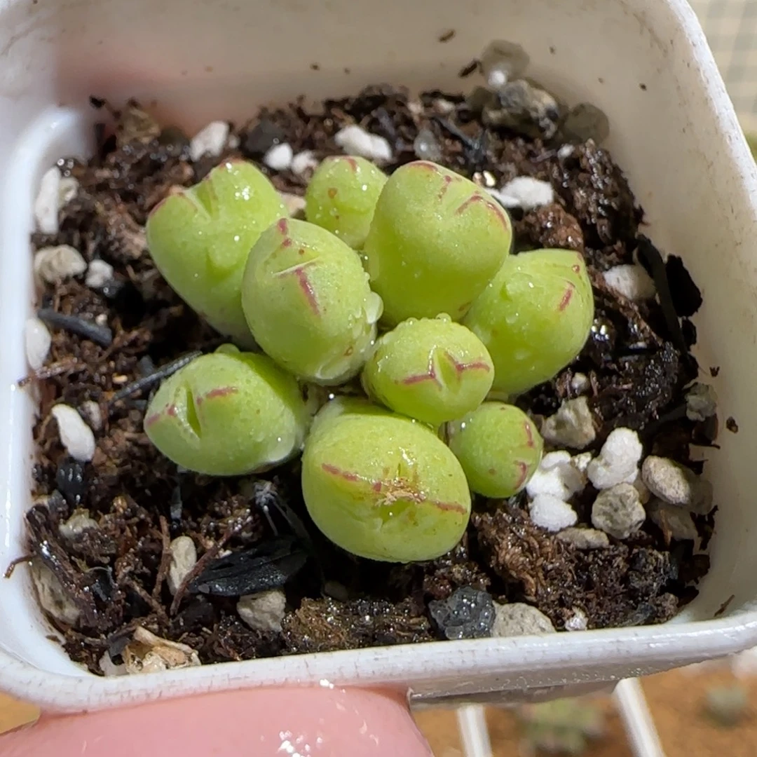肉锥多肉植物组合-1115