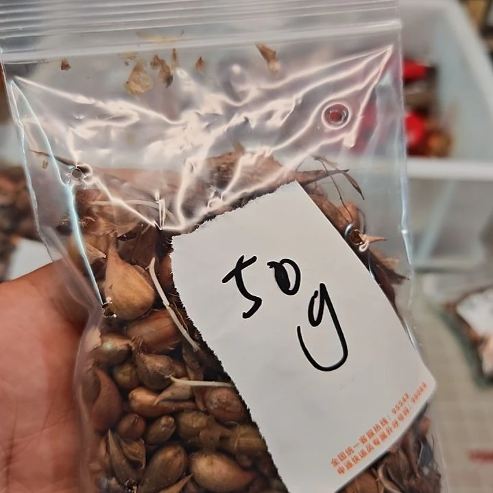 风***伤酢浆草混色早花多50g