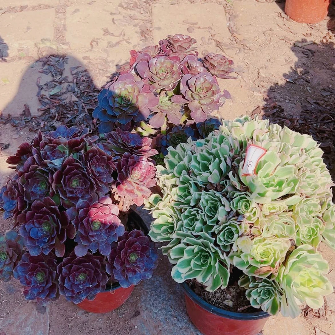 【闪购商品】无花朵肖*33号套餐3颗多肉植物无售后