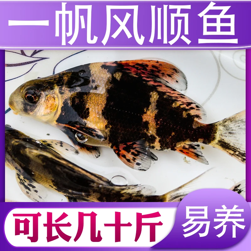 一帆风顺美人鱼胭脂鱼小鱼四川淡水混养殖食用观赏均可吃青苔藻类