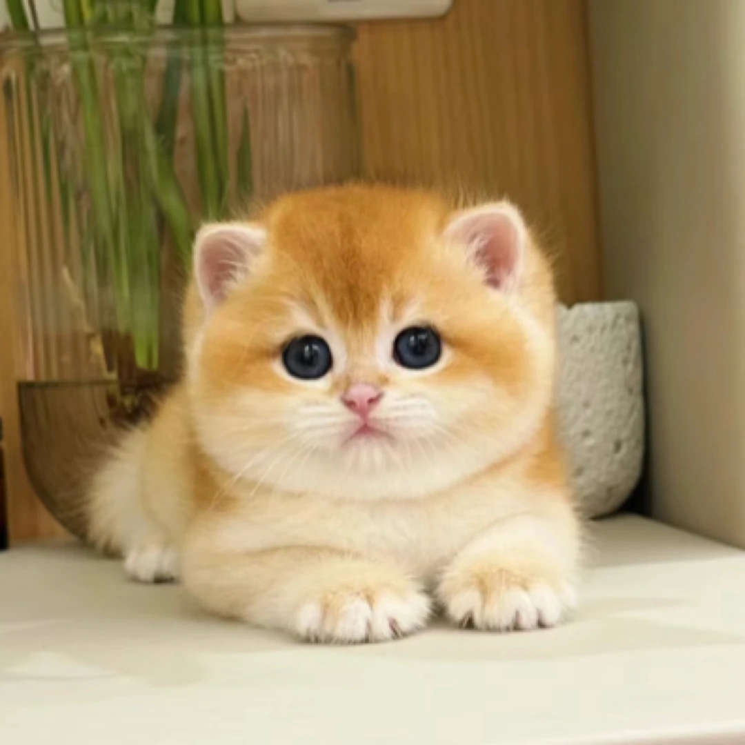 【蜜宠宠物】英短纯种活体猫咪