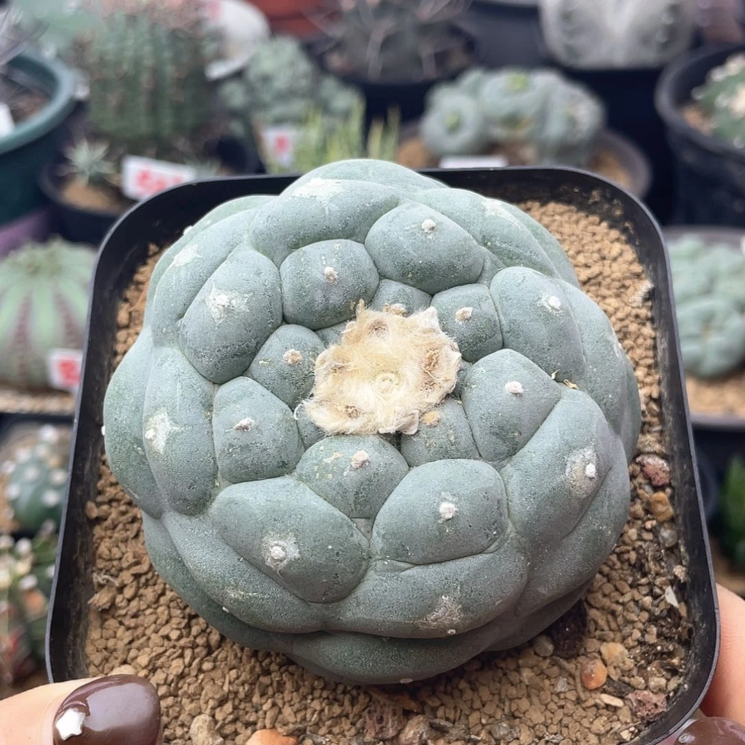 大尤白肌佛头海鲜好多侧芽仙人球