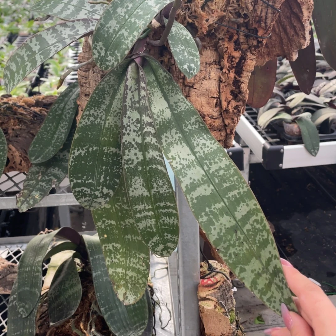 当前无花栽培后可以开花