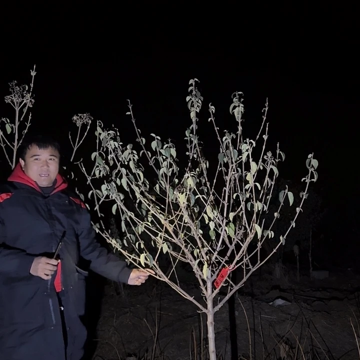 无花朵健健康康快快乐乐