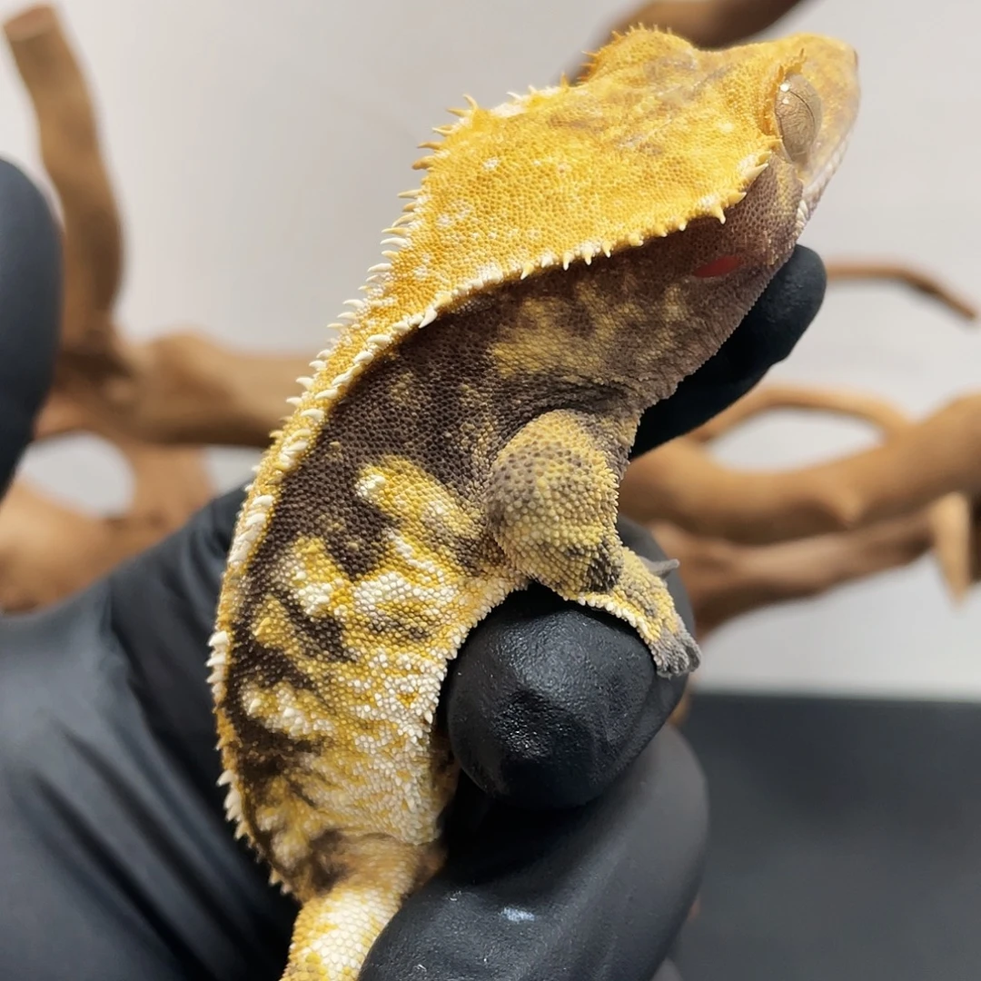 睫角守宫2025121（6）蛤蟆睫角