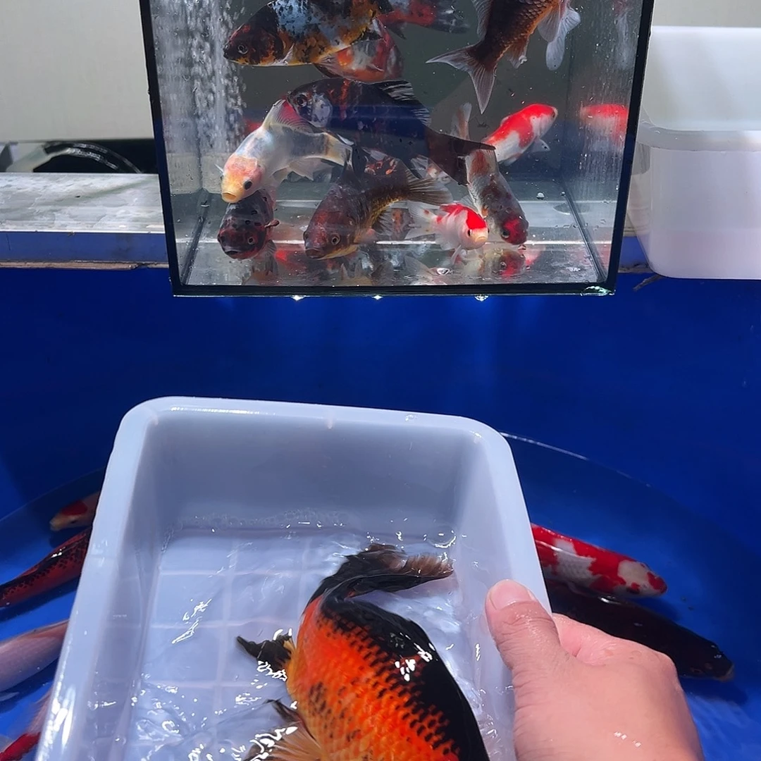 胡***ヽ海水观赏鱼福利多多20