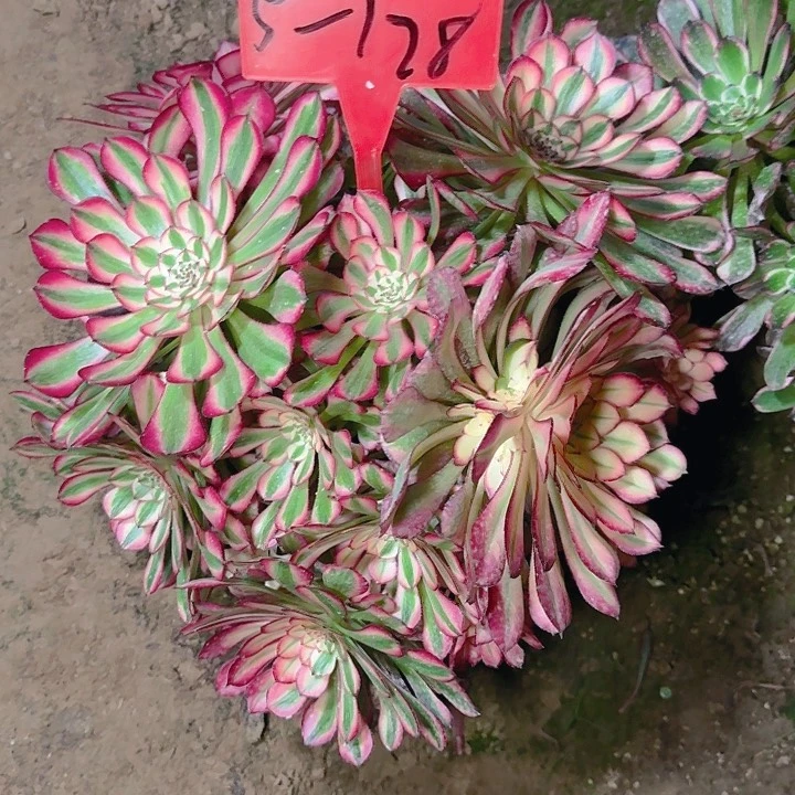 5-128红铜超白多肉法师