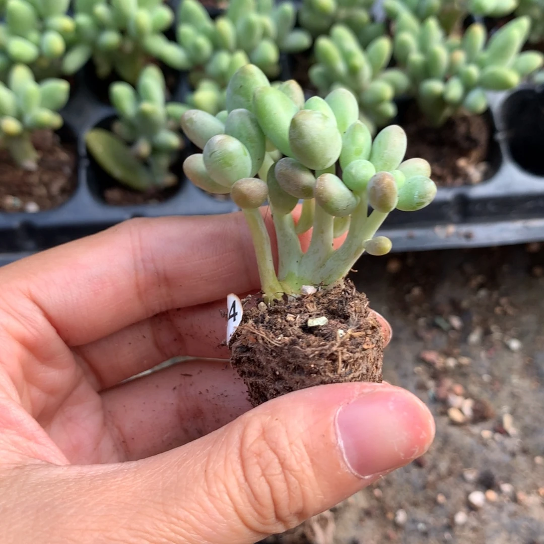 134 芒果奶酪多肉放过你