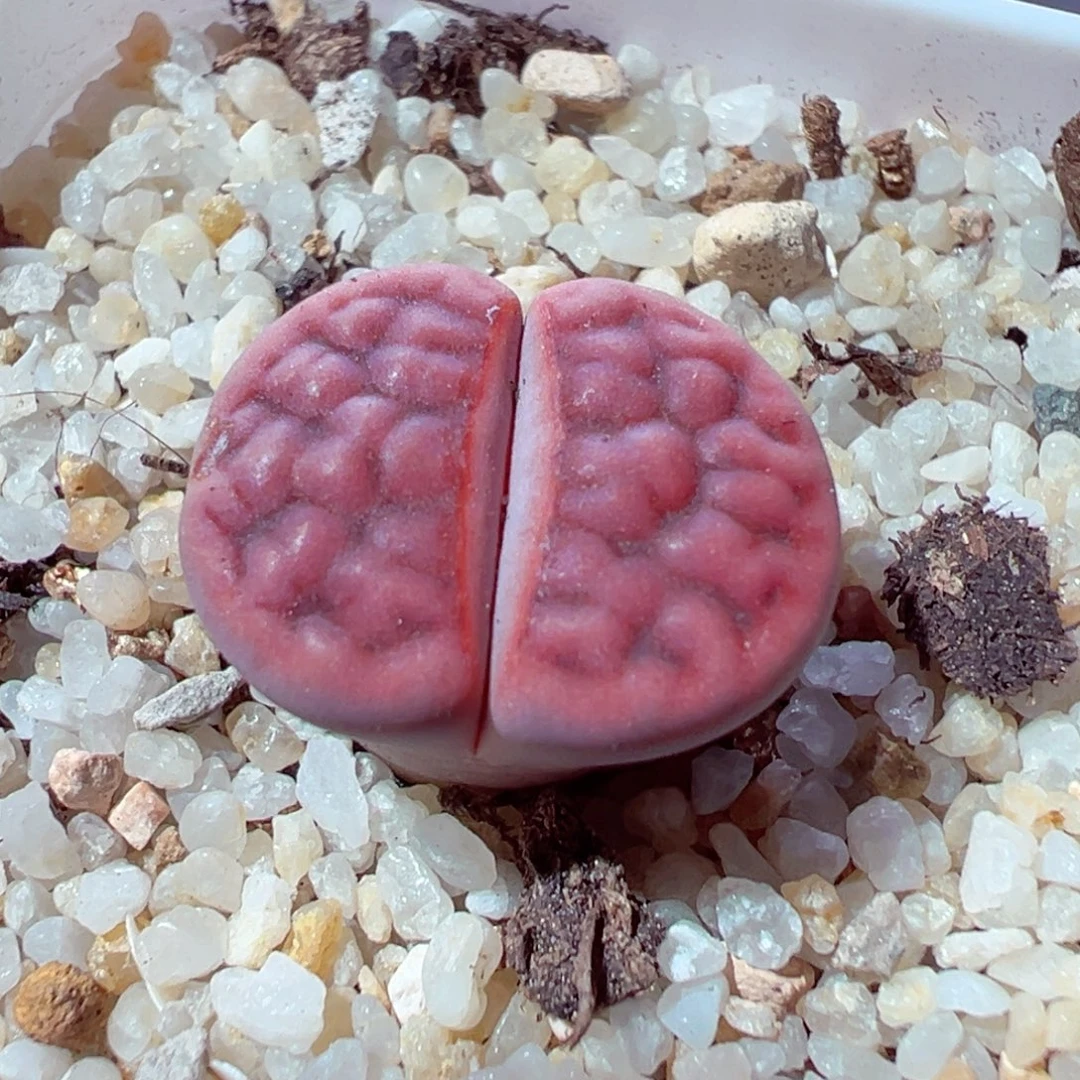 1210-450多肉多日阿克玫瑰