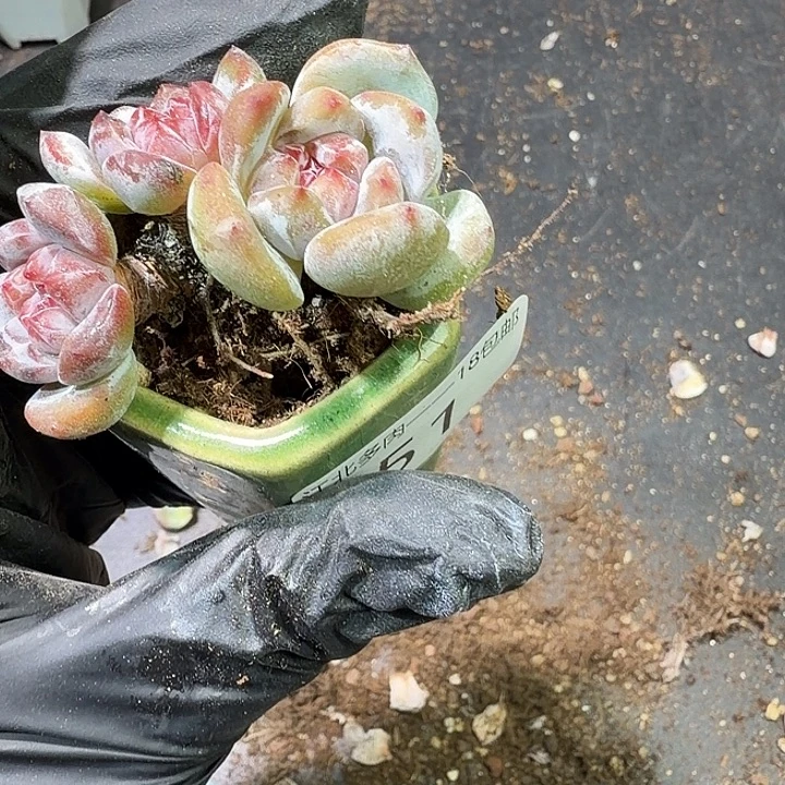 51 号到手1筐一物拍