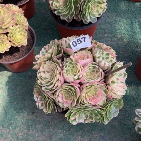 Z***Z057荔枝朵朵多肉，