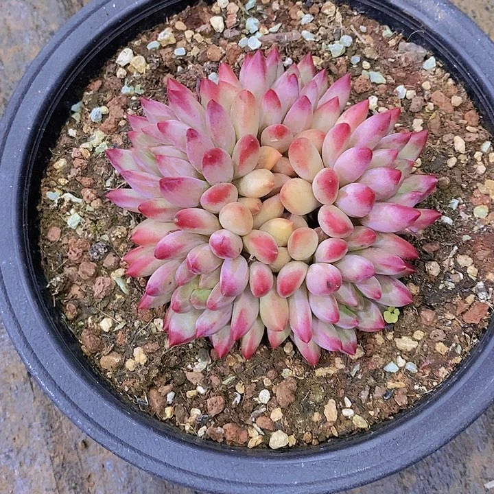 雪***3流沙虞美人多肉植物