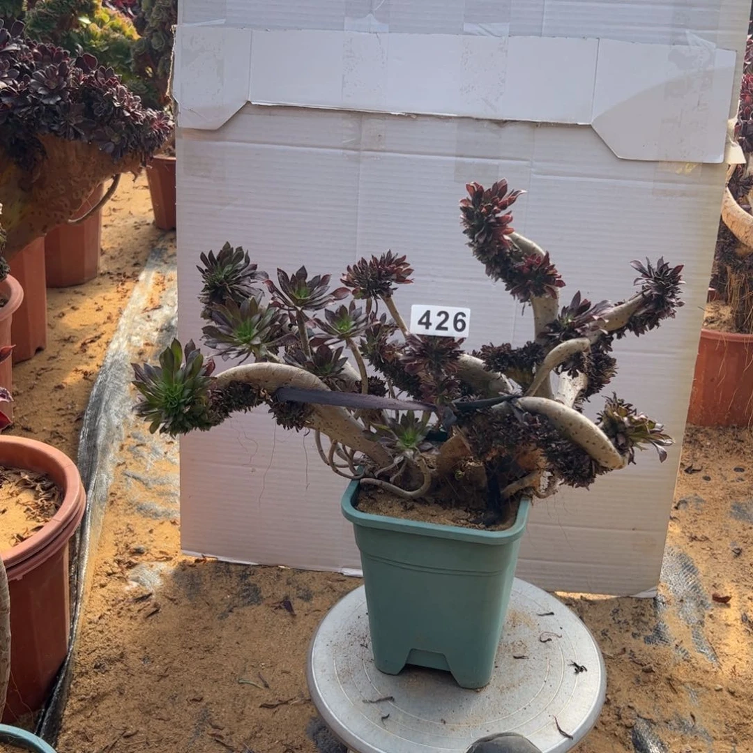 伤多黑缀426官府40