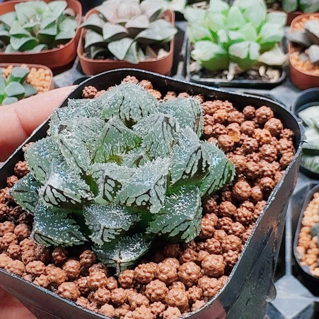 无花朵十二卷 魔刺 巨大窗福利