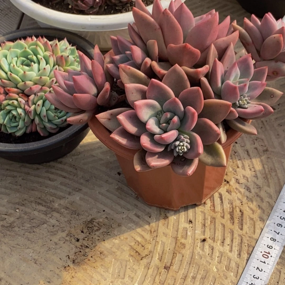 @**皮48包邮一物一拍多肉植物