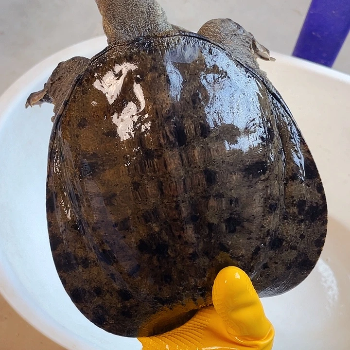 天***@中国大陆福利鱼包活不退换