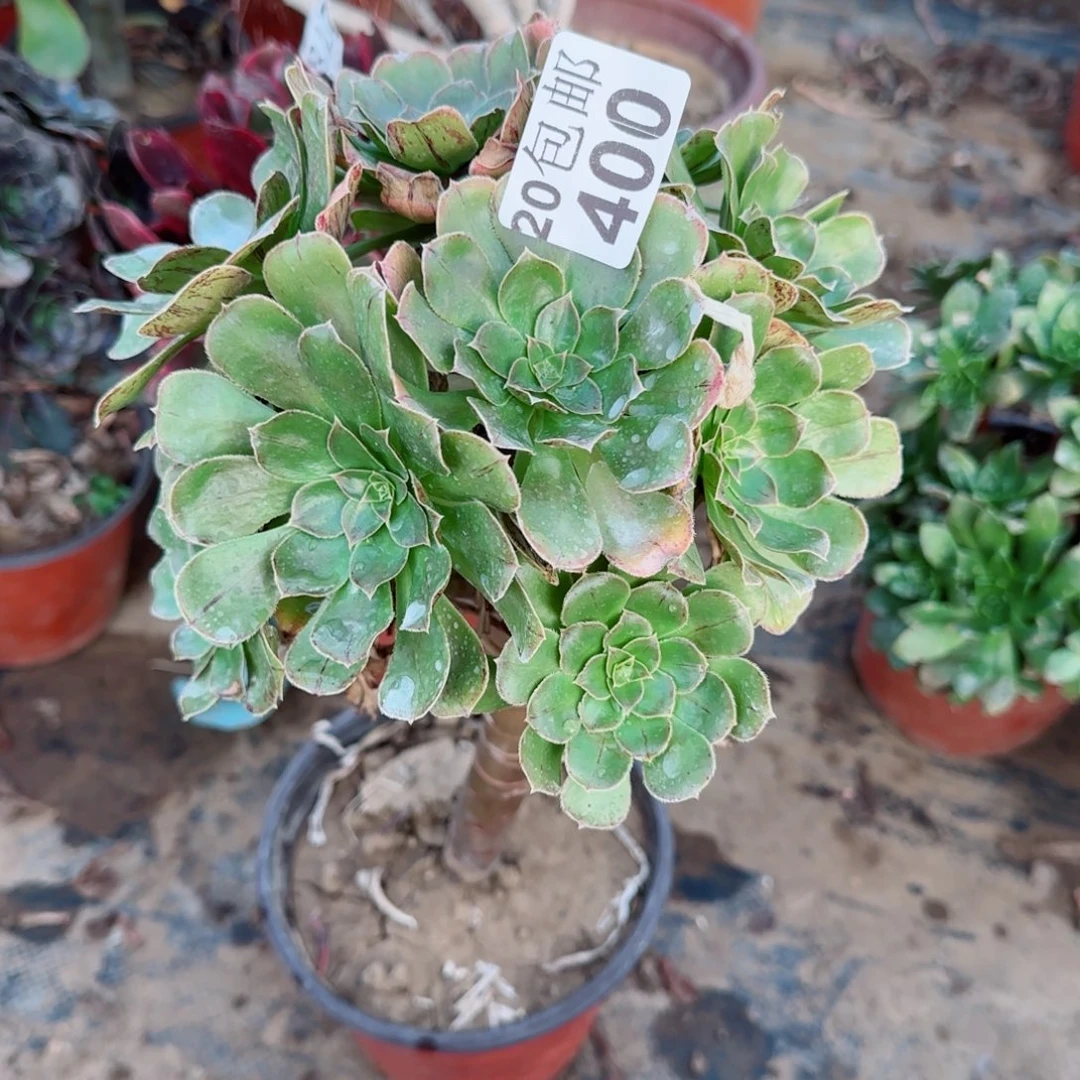 金缕400满20包邮断枝不包