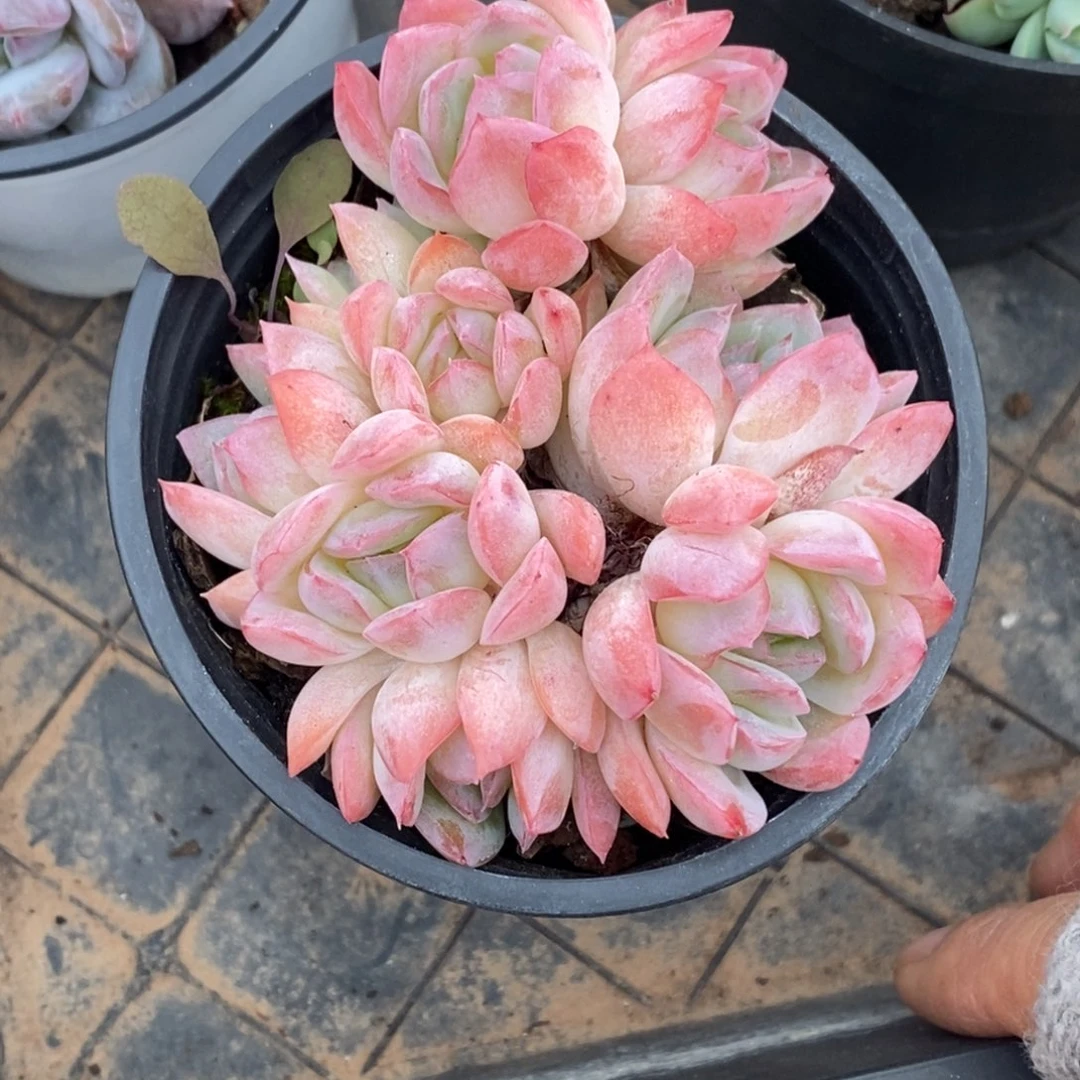 精品多肉一物一拍不包整430