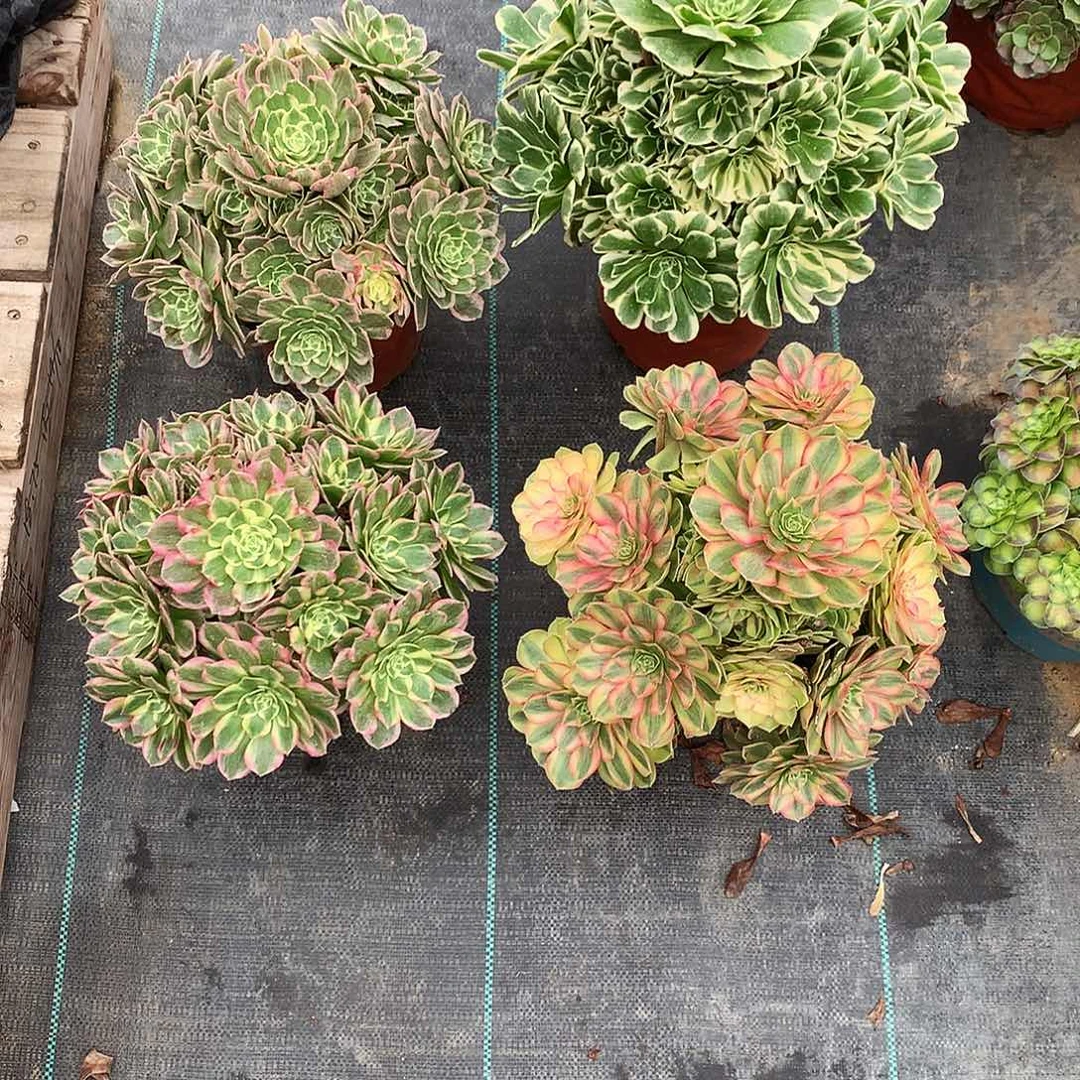 丢***猪完全开放法师图片多肉植物