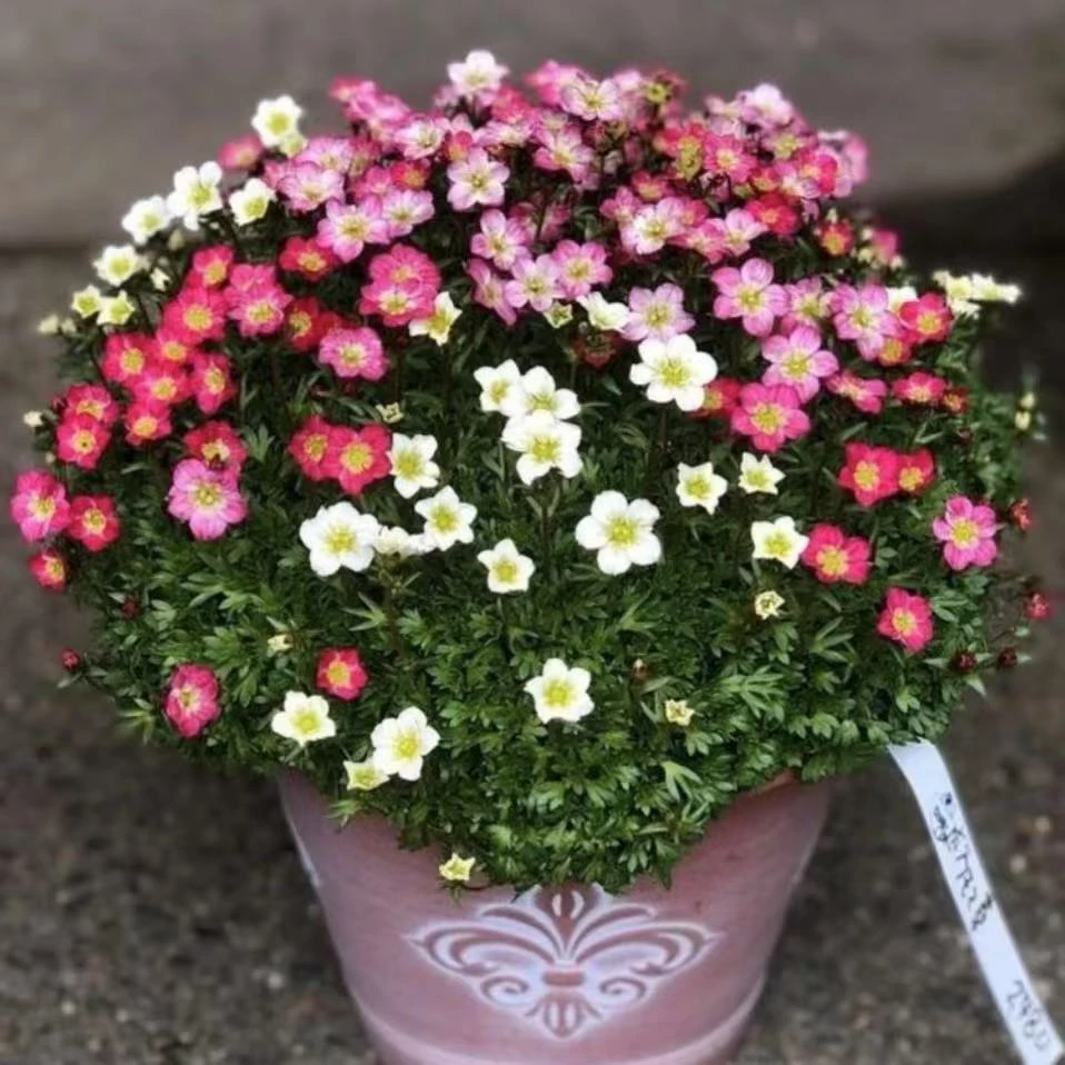 高山虎耳草耐寒品种花开不断阳台庭院花卉植物室内办公室开花