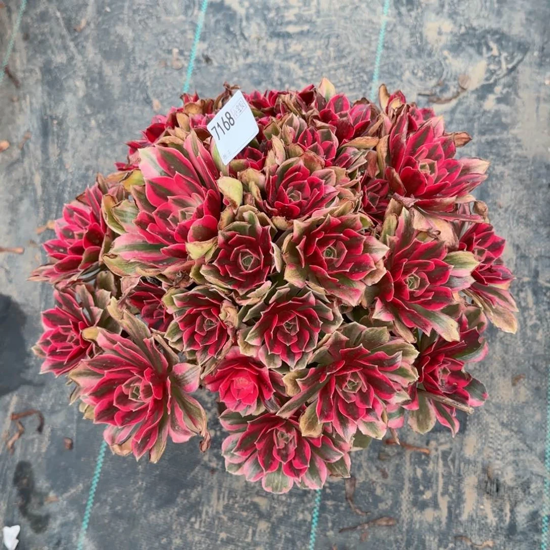 梦****7168女妖多肉多肉