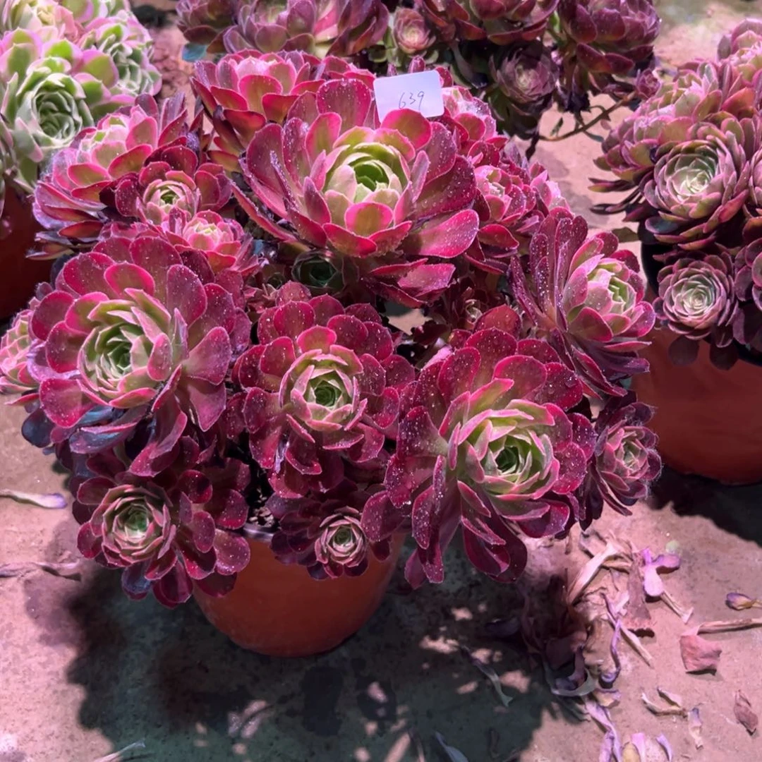 无花朵多肉植物安娜639