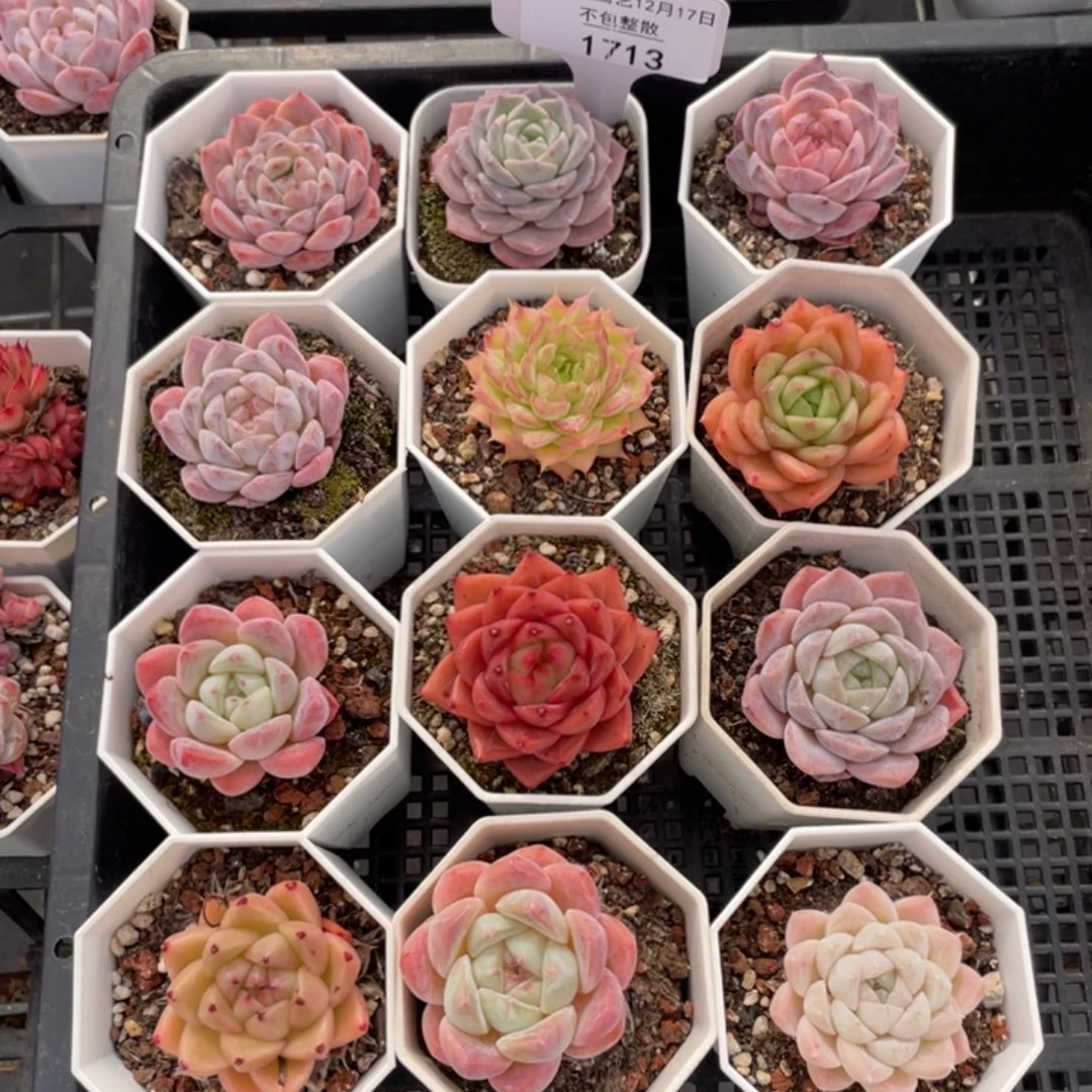 不包整散 盆子不售后1713