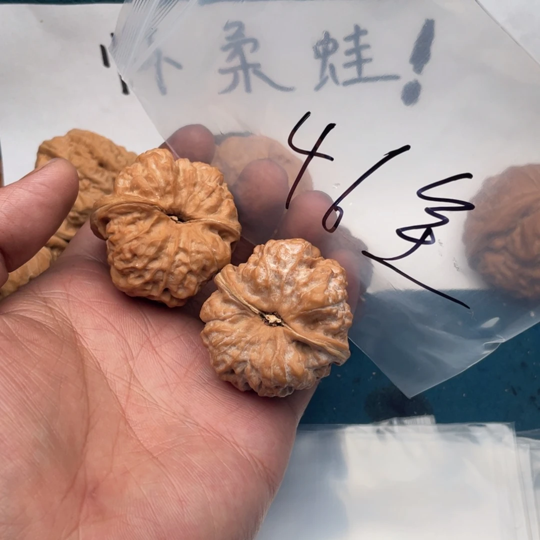 核桃753733577535373753577