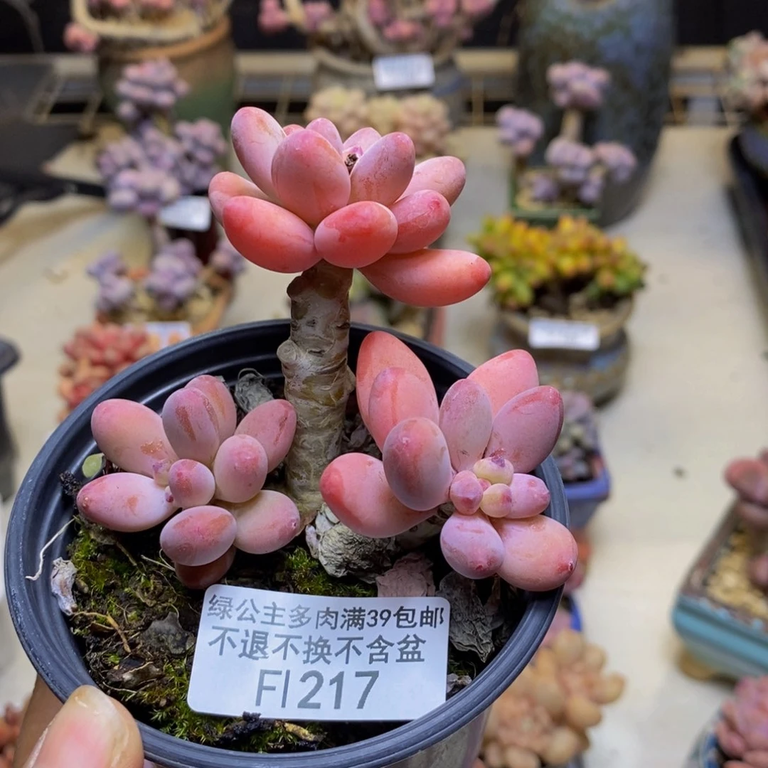217樱花奶多肉7c m