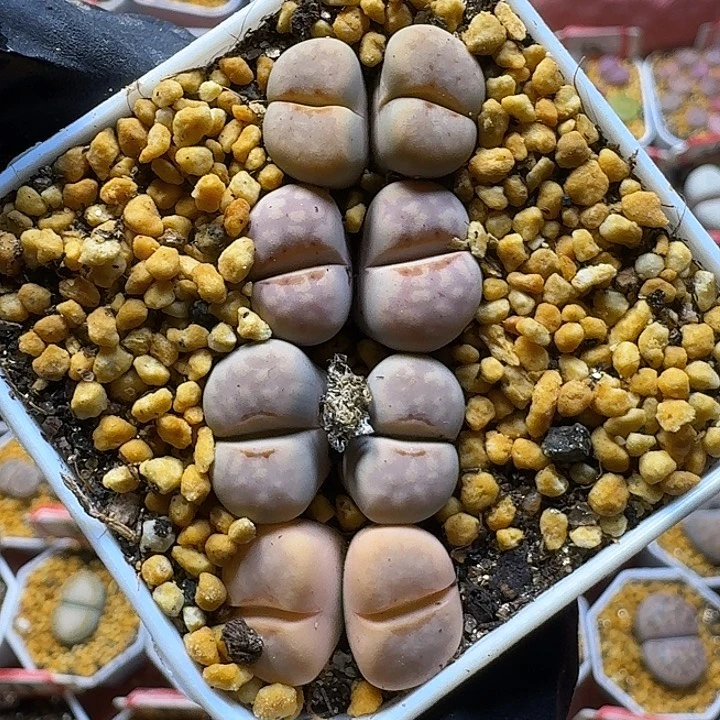 生石花112122。   226