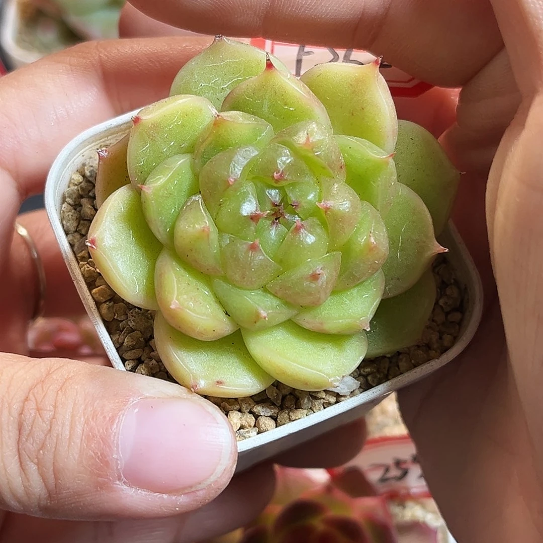 F262一物一拍 小金猪