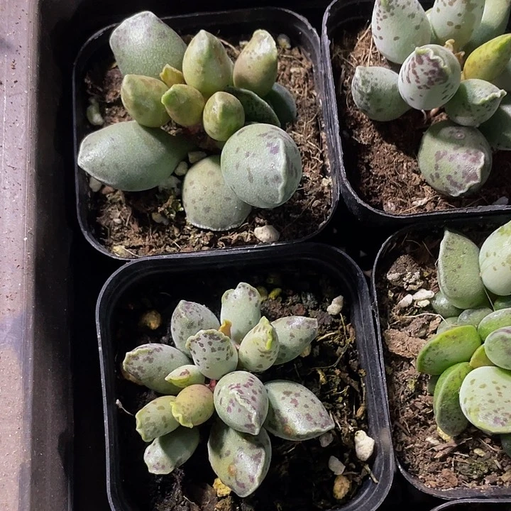 海豹3.8带盆土发