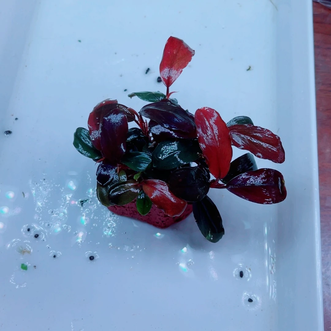 久***心美小呆特惠套餐一份