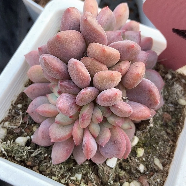 多肉植物爱丽儿八头无砍29