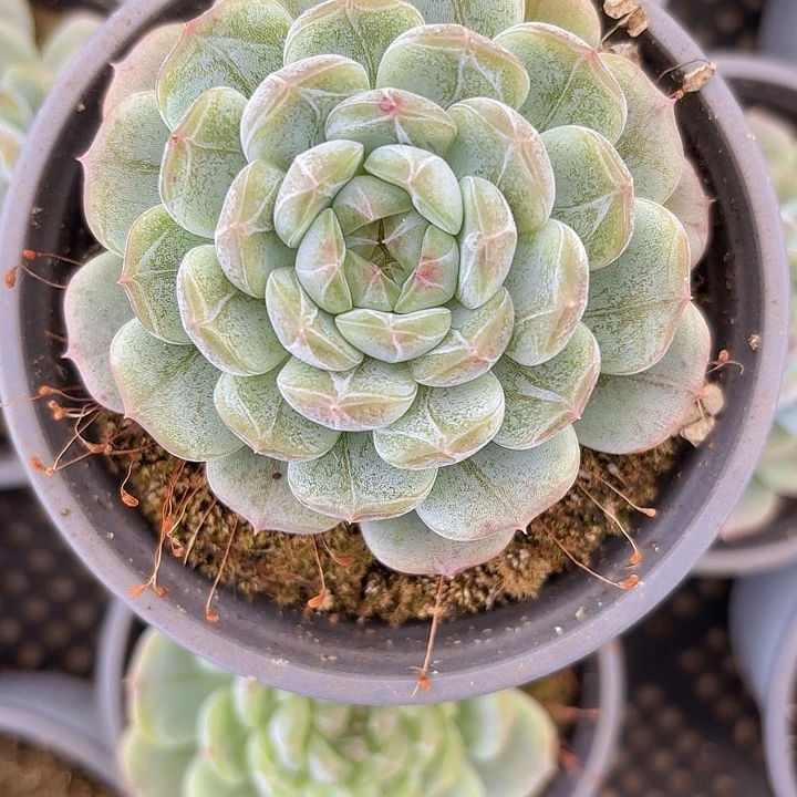 红恋两颗（拍满18包邮）