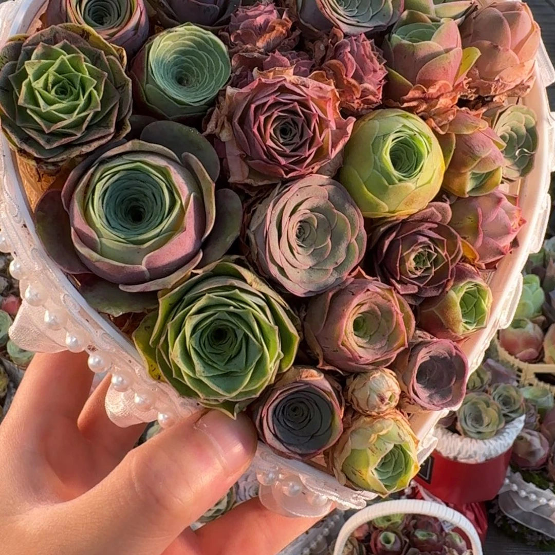 果***果A826 亚克力花盒玫瑰组合