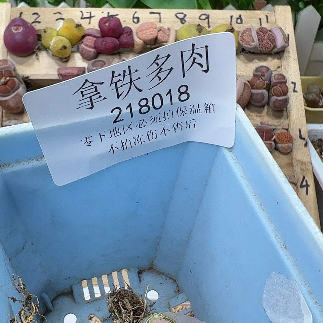 在****愈218018/拿铁多肉植物馆