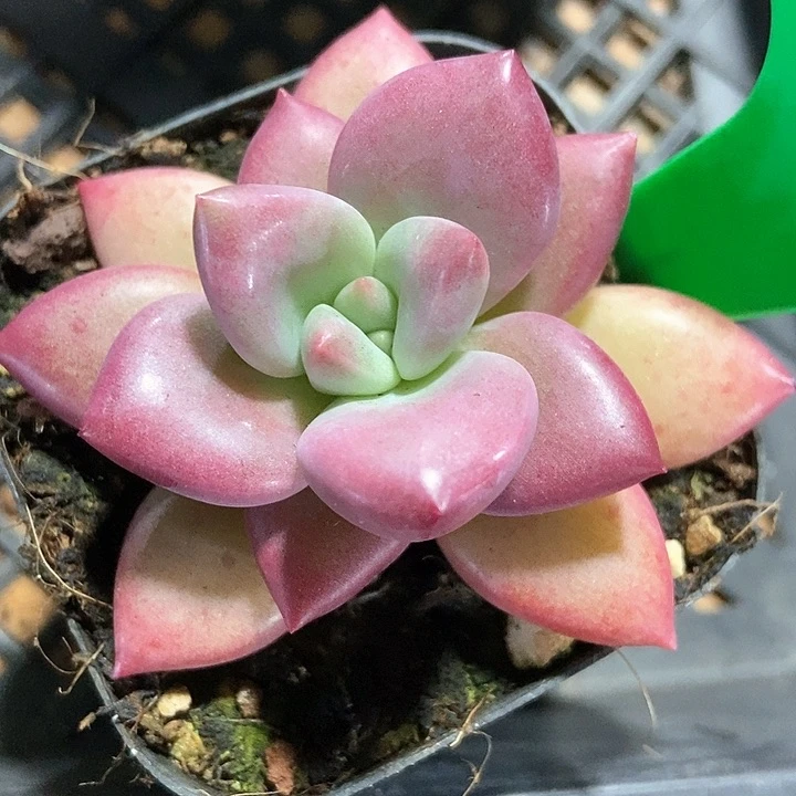 多肉植物985多肉