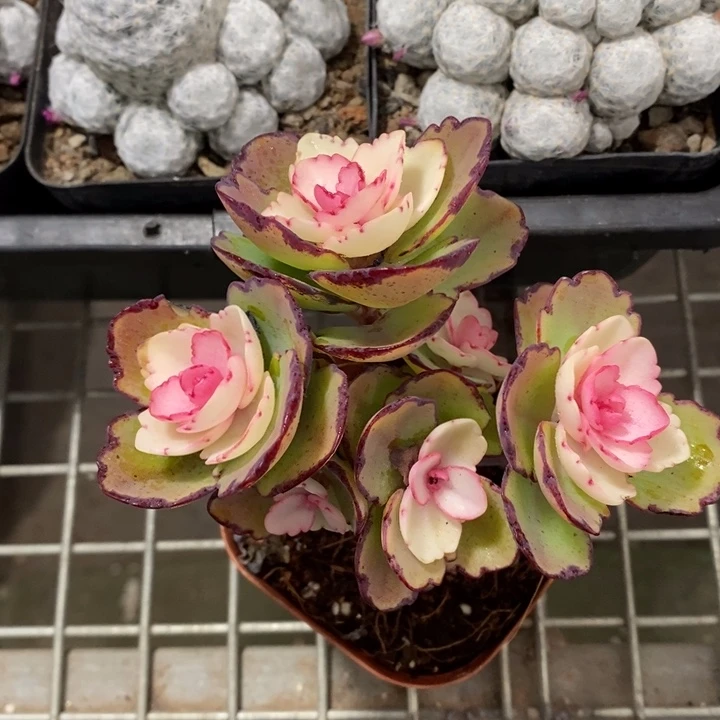 伯克利和他女朋友在一起的