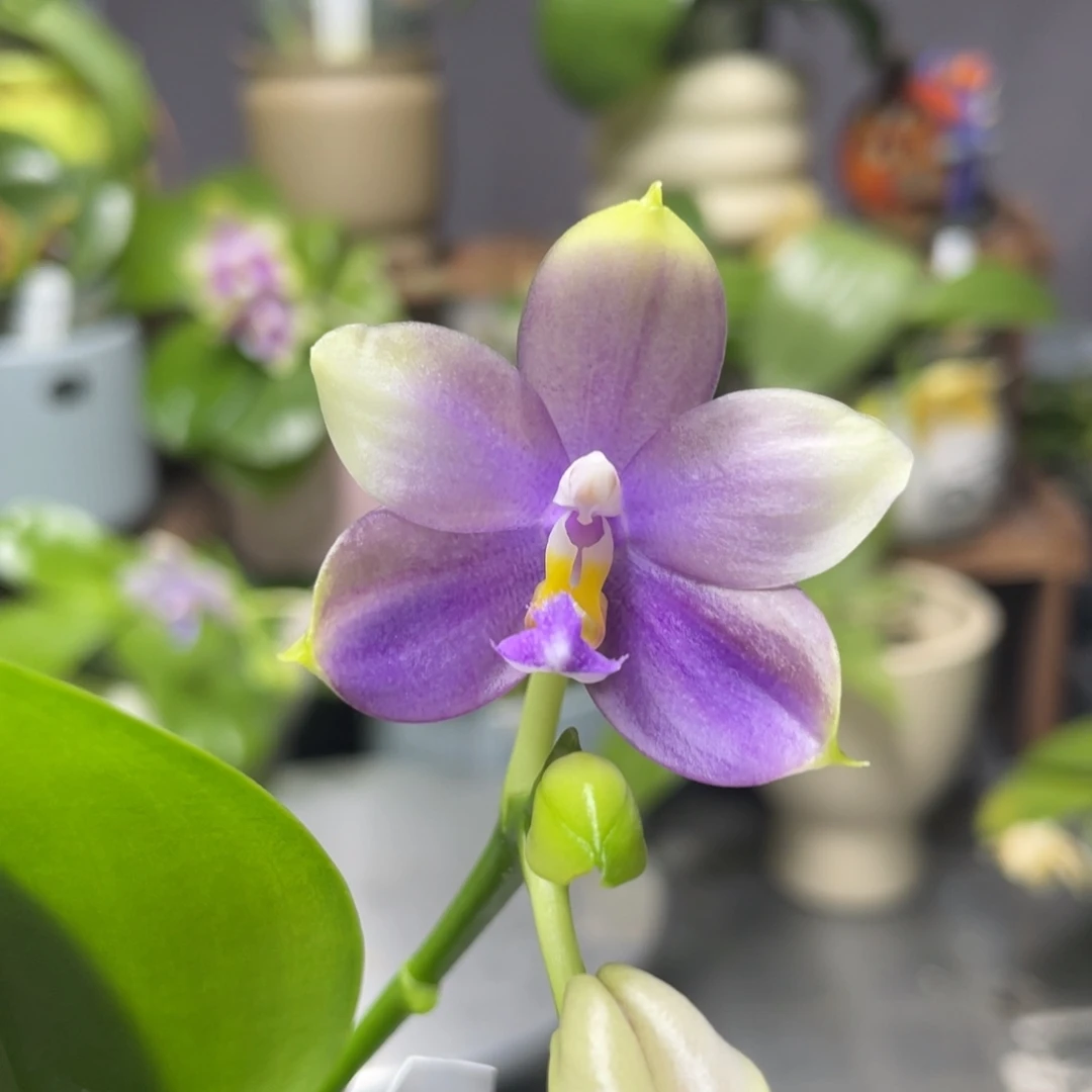 完全开放槟城荧光交珍