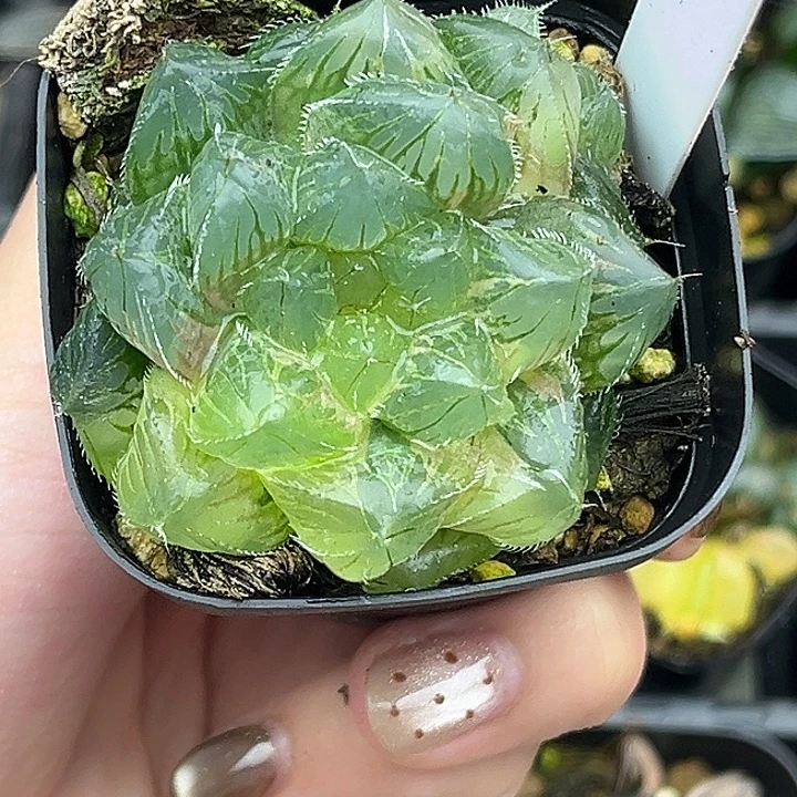 12冰魄玉露锦头家多肉十二卷