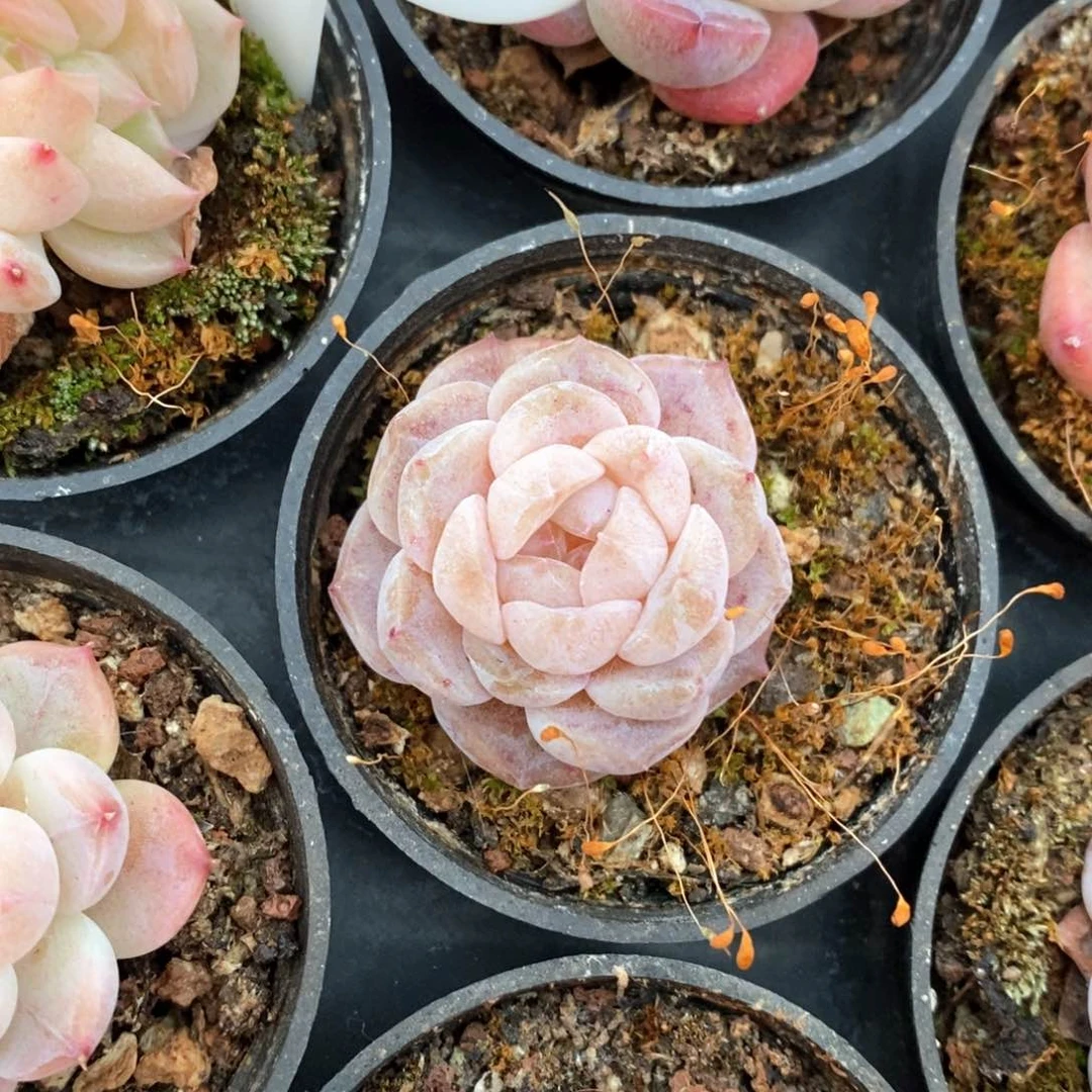 精品多肉一物一拍不包整170