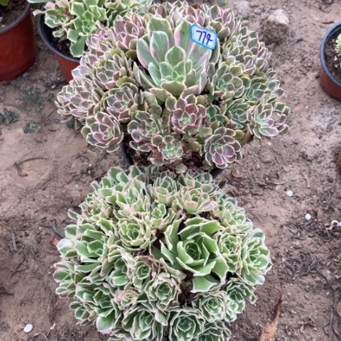 774多肉植物组合，