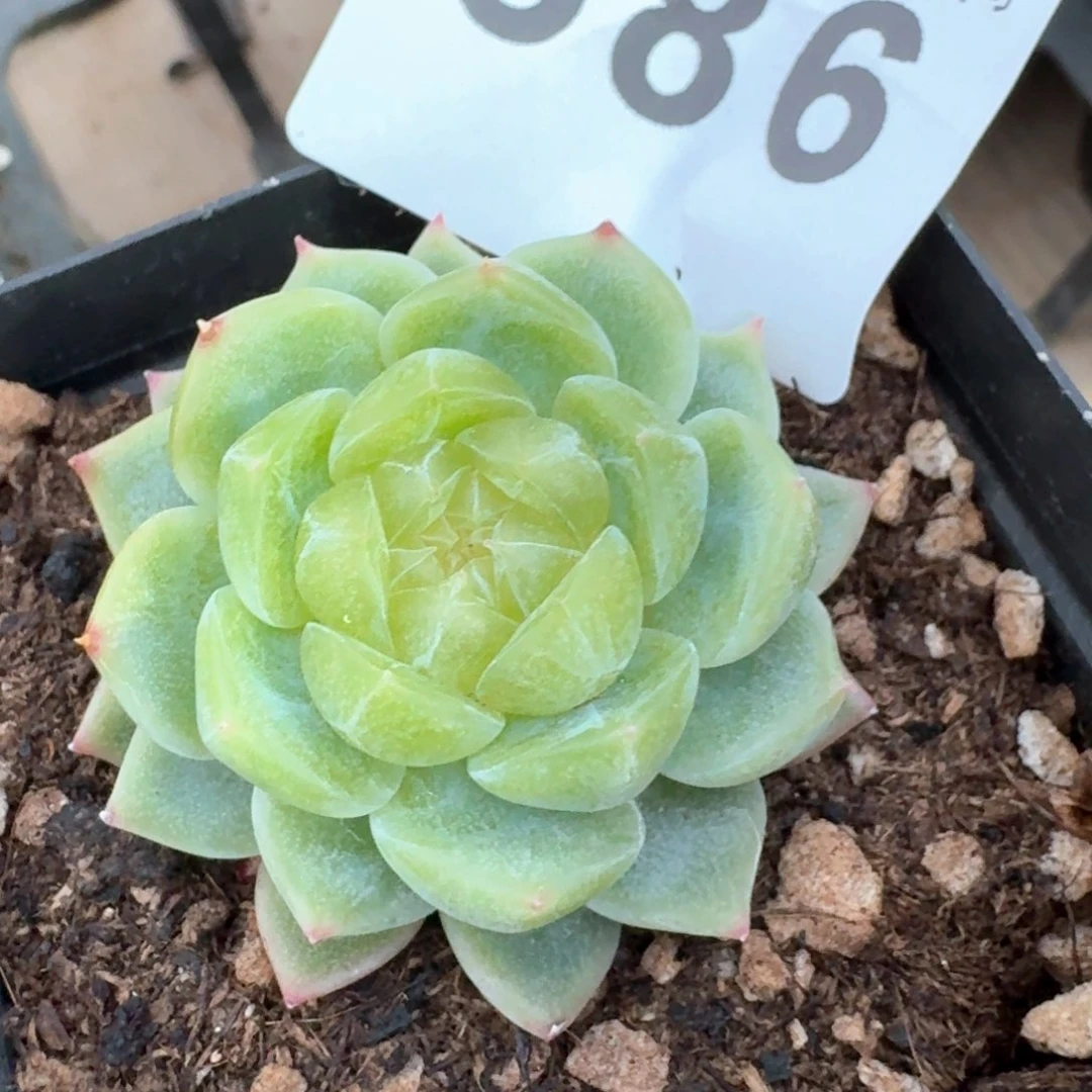 泼天财富         多肉植物