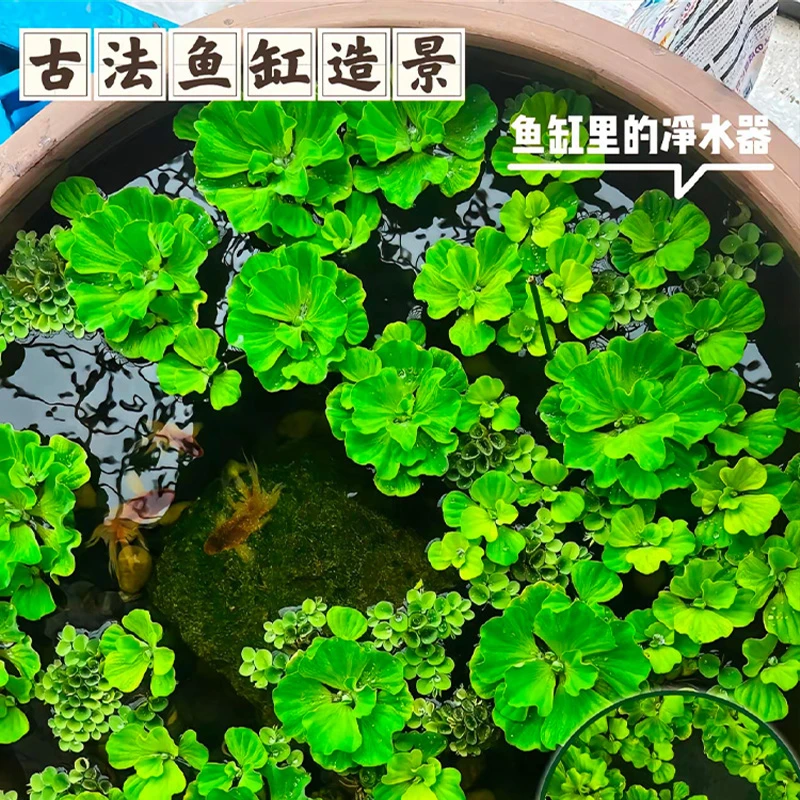 养观赏鱼水草水芙蓉促进斗鱼生长净化水质提供天然躲避斗鱼筑巢