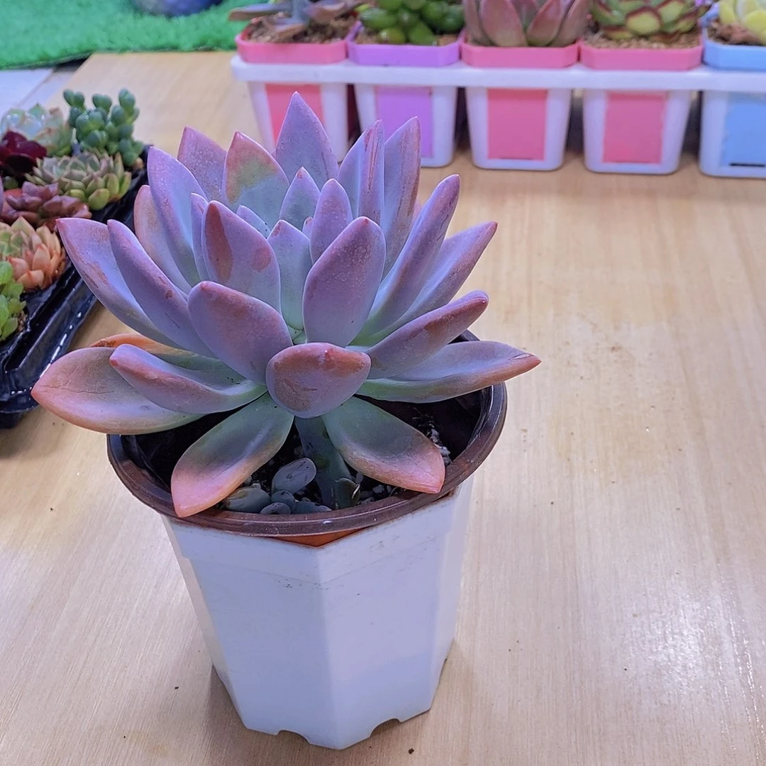 无花朵多肉植物奥普琳娜120