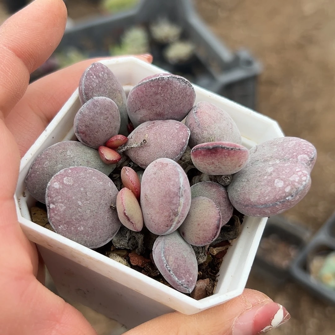 多肉植物金牛座水泡