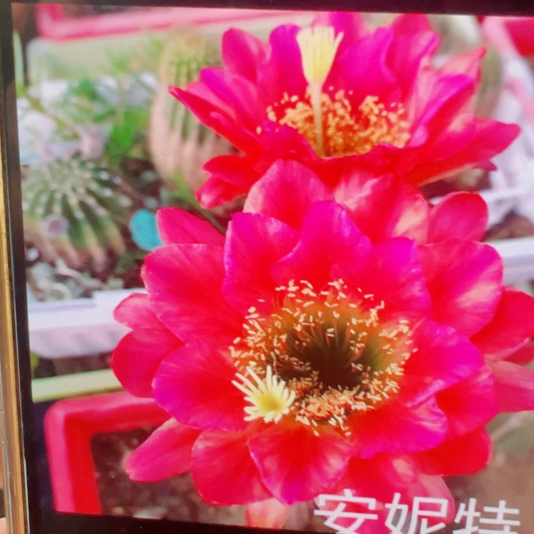 毛花柱 安妮特 侧芽 满20包邮